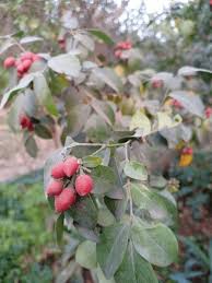 Image result for Cryptocarya