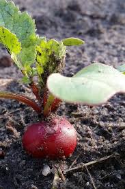 Im sommer ist die frühaussaat geschossen, die reihen sind wieder frei und jetzt wird neu. Gemuse Direkt Ins Beet Saen Freudengarten