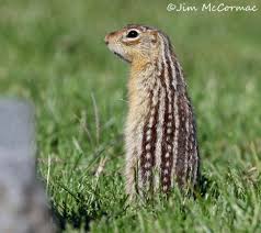 Its home range is small and it forages only a short distance from its nest site. Ohio Birds And Biodiversity Thirteen Lined Ground Squirrels