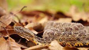 Brazilian Jararaca Highly Dangerous Snake With Ticks Ticks Snake Brazilians