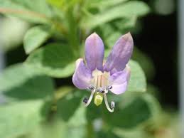 Image result for Cleome rutidosperma