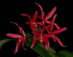 Maybe you would like to learn more about one of these? Orchid Categories Have Been Updated On Our New Website Orchids Orchid Nursery Oncidium