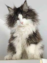 Check spelling or type a new query. Long Haired Cat Breeds Cat Breeds Encyclopedia
