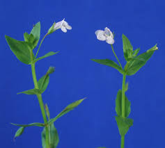 Image result for Linderniaceae