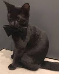 Did Someone Say Tuxedo Cat Zorro Smokin Kedi Kedi Resim