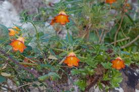 Image result for Canarina