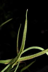 Image result for Ophioglossum reticulatum