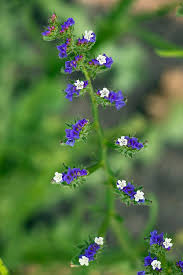 Image result for Limonium sinuatum