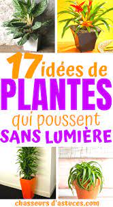 We did not find results for: 17 Idees De Plantes Qui Poussent Sans Lumiere Du Soleil