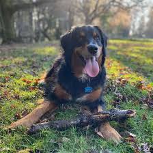 The golden mountain dog is a gentle giant of a dog, loyal and affectionate, and very intelligent. Friendly Eager To Please All About The Golden Mountain Dog K9 Web