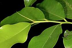Image result for Nectaropetalum