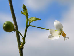 Image result for Hibiscus micranthus