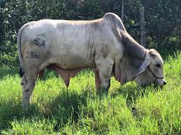 The first brahmans arrived in south africa in 1954. Sold On 6 16 20 5a American Brahman 5a Cattle Breeding Facebook