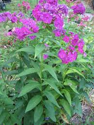 How to treat powdery mildew on garden phlox. Powdery Mildew Remedies For Plants Old Farmer S Almanac
