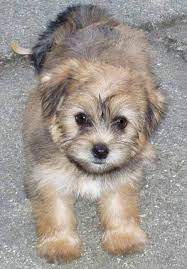 Pin On How Could You Not Love A Puppy