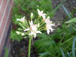 Image result for Pelargonium luridum