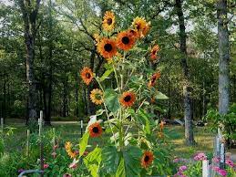 Photo Of The Bloom Of Sunflower Helianthus Annuus Velvet Queen Posted By Wildflowers National Gardening Associatio Wild Flowers Sunflower Garden Sunflower