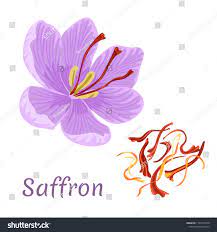 Saffron Flower Isolated On White Background Dried Spice Saffron Threads Crocus Template For Packaging Saffron Flower Flower Logo Design Saffron Flower Logo