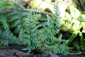 Image result for Asplenium uhligii