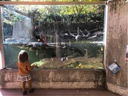 Since it could easily take those visiting without babies, toddlers, and preschoolers more than a day to see all the sights, here are some tips to help you make the most. Bronx Zoo Babyccino Kids Daily Tips Children S Products Craft Ideas Recipes More