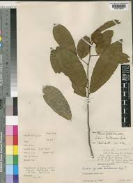 Image result for Uvaria tanzaniae