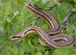 Young receive nutrients solely, or in part, from the mother. Top 10 Non Venomous Snakes In The World The Mysterious World