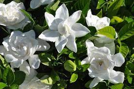 Maybe you would like to learn more about one of these? How To Take Care Of Your Gardenia Jasminoides Cape Jasmine My Green Chapter