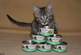 You must be looking at tones of options and you may not know what the best one to choose is. 6 Whole Earth Farms Cat Food Reviews Recalls Pros And Cons Pawsome Kitty
