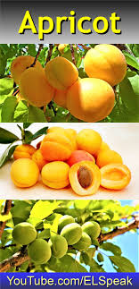 Apricot Fruit List Fruit Fruits Name In English