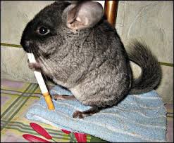 Low Maintenance Pets That Dont Smell The Y Guide