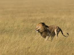 Whether you want it or not, you are a part of each and every scene. Ten Interesting Facts About Lions Blog Posts Wwf