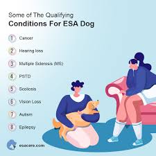 Maybe you would like to learn more about one of these? Steps To Follow When Converting Esa Dog To A Service Dog Esa Care