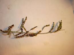Image result for Desmodium tortuosum