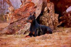 Doberman Online Store Dobermanstore - Profile Pinterest