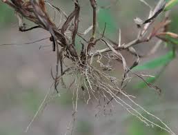 Image result for Digitaria compressa