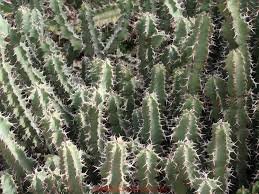 Image result for Euphorbia mossambicensis