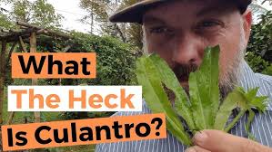 Culantro and recao what's the difference?