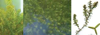 Image result for Elodea