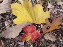 Find out several ways to use the leaves can have multiple uses in the yard and garden. Fall Leaf Cleanup Tips And What To Do With Raked Leaves Hgtv