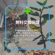 Image result for Trochomeria macrocarpa