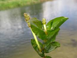 Image result for Potamogeton richardii