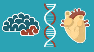 Top Causes And Risk Factors Of Alzheimer S Disease Everyday Health