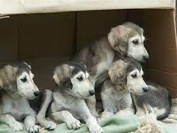 Saluki Puppies Pictures Saluki Puppy Saluki Dogs Puppies