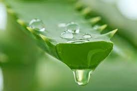 تجارب الصبار لتكثيف الشعر موقع زيادة