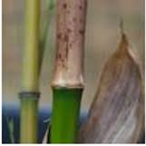 Image result for Oreobambos buchwaldii