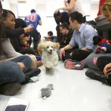 Panquecitos de huellita para una fiesta de perritos :: Book A Puppy Party Now With Real Live Puppies At Your Next Event