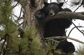 UM bear sightings prompt relocation efforts