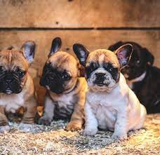 We did not find results for: Tsc Tips Helpful Hints On Whelping From Tractor Supply Company American Kennel Club