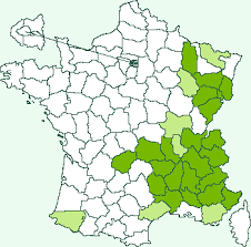 Image result for Mesotype parallelolineata