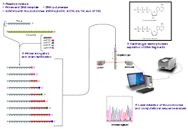 sanger sequencing wikipedia